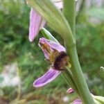 Ophrys apifera Blüte