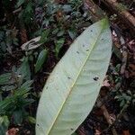 Amanoa guianensis Folla
