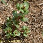 Lythrum borysthenicum Buveinė