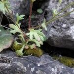Saxifraga tridactylites Leaf