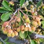 Gymnosporia putterlickioides Fruit