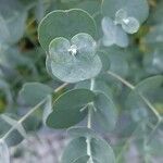 Eucalyptus gunnii Leht