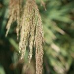 Arundo micrantha Blodyn