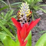 Aechmea lamarchei Blomma