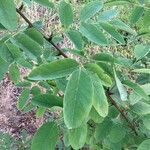 Dendrolobium umbellatum Leaf