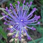 Leopoldia comosa Flower