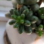 Sedum furfuraceum Лист