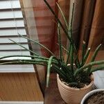 Dracaena stuckyi Blatt