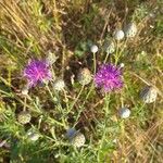 Centaurea stoebe Kvet