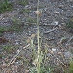 Tragopogon castellanus Tervik taim