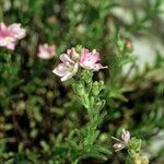 Veronica fruticulosa Máis