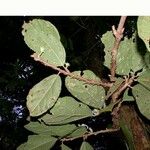 Quararibea bracteolosa Otro