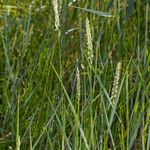 Elymus repens অভ্যাস