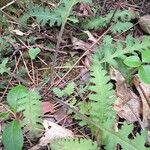 Pedicularis canadensis 葉