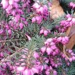 Erica carnea Feuille