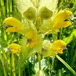 Rhinanthus major Blomma