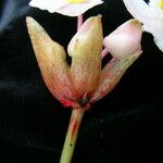 Begonia sikkimensis Blüte