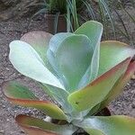 Kalanchoe tetraphylla 葉