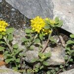 Alyssum alpestre Yeri