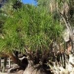 Beaucarnea gracilis Συνήθη χαρακτηριστικά