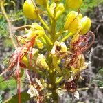 Erythrostemon gilliesii Blodyn