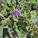 Passiflora subrotunda Λουλούδι