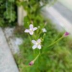 Epilobium collinum 花