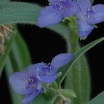 Tradescantia reverchonii 花