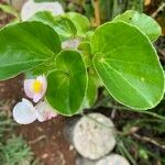 Begonia hirtella Blad