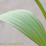 Veratrum nigrum 葉