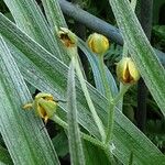 Hypoxis hirsuta Bloem