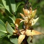 Salix caesia Mosusu
