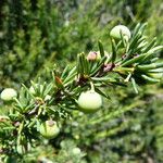 Berberis empetrifolia Други