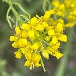 Sisymbrium austriacum Flor