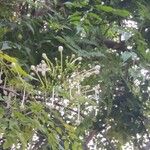 Millingtonia hortensis Flor