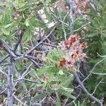 Chamaebatiaria millefolium Pokrój