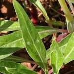 Oenothera elata Foglia