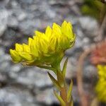 Petrosedum montanum Lorea