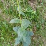 Scrophularia alpestris Leaf