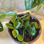 Peperomia quadrangularis Leht