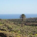 Phoenix canariensis Leaf