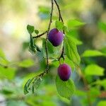 Prunus domestica Egyéb