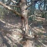 Juniperus oxycedrus Bark
