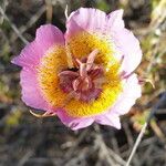 Calochortus plummerae Цветок