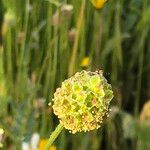 Sanguisorba verrucosa Žiedas