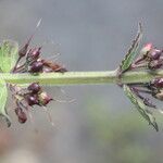 Russelia sarmentosa Fruit