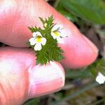 Euphrasia stricta പുഷ്പം