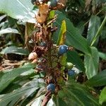 Alpinia caerulea Fruit