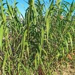 Arundo donax Fuelha