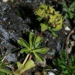 Alchemilla pentaphyllea Άλλα